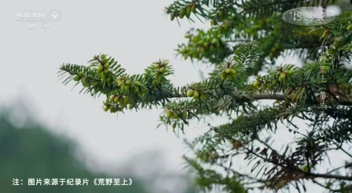 它叫做百山祖冷杉被称为植物界中的"活化石"从冰川时期就生活在地球上